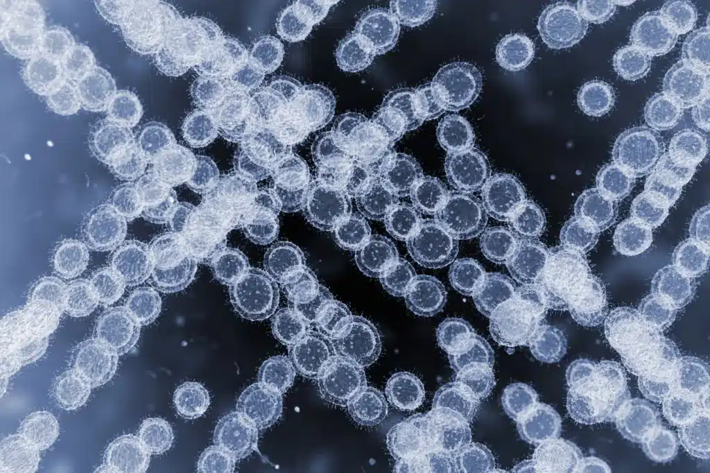 C. auris Fungal infection shown under a microscope.