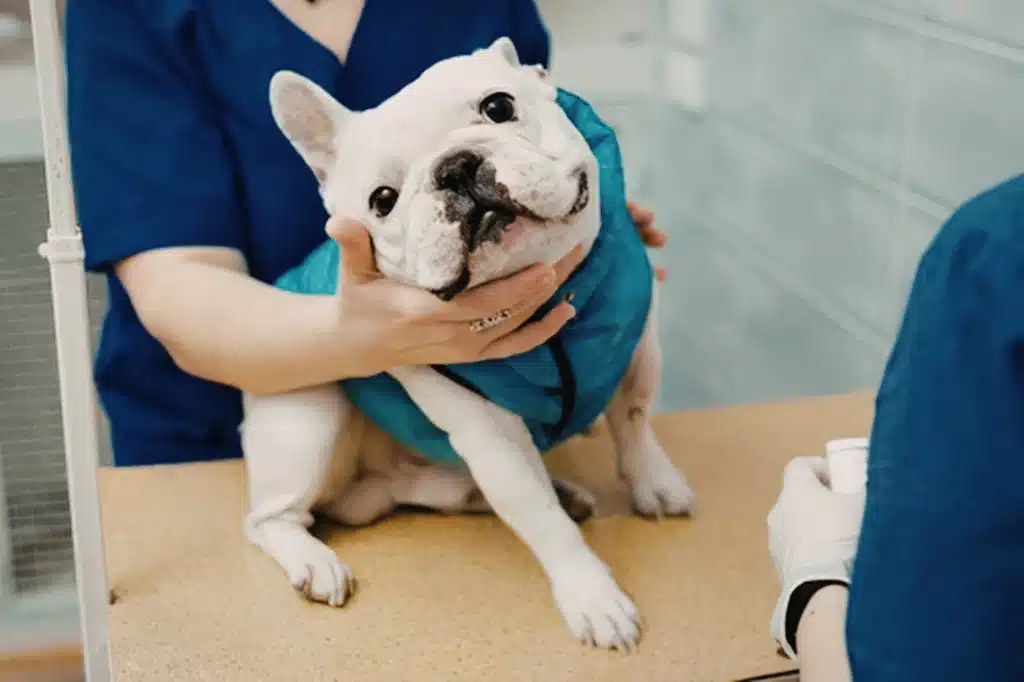 Veterinarian wearing PPE while examining a dog